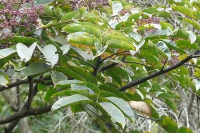 Cây dược liệu cây Sẻn lá to, Hoàng mộc nhiều gai - Zanthoxylum rhetsoides Drake (Z. myriacanthum Wall. ex Hook. f.)