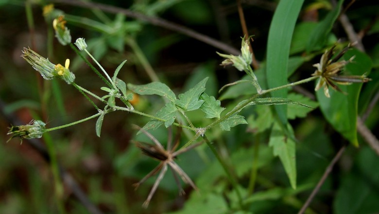 Cây dược liệu cây Song nha song tam, Kim trản ngân bàn - Bidens biternata (Lour.) Merr. et Scherff