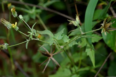 Cây dược liệu cây Song nha song tam, Kim trản ngân bàn - Bidens biternata (Lour.) Merr. et Scherff