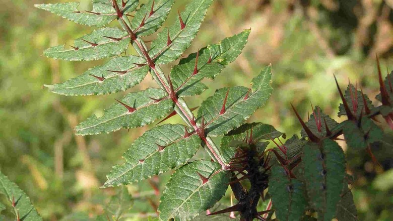 Cây dược liệu cây Sẻn - Zanthoxylum acanthopodium DC