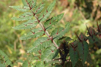 Cây dược liệu cây Sẻn - Zanthoxylum acanthopodium DC