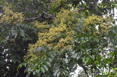 Cây dược liệu cây Sẻn hôi, Hoàng mộc hôi, Cóc hôi, Vàng me - Zanthoxylum rhetsa (Roxb.) DC. (Z. budrunga Wall.)