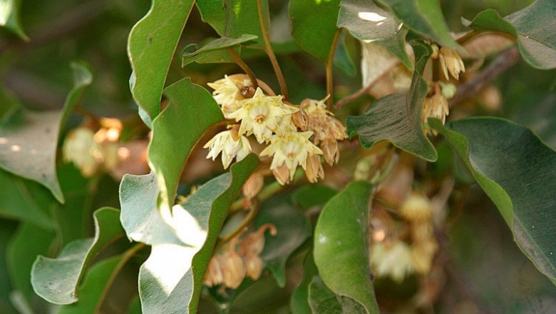 Cây dược liệu cây Sến cát, Sến xanh, Viết - Mimusops elengi L