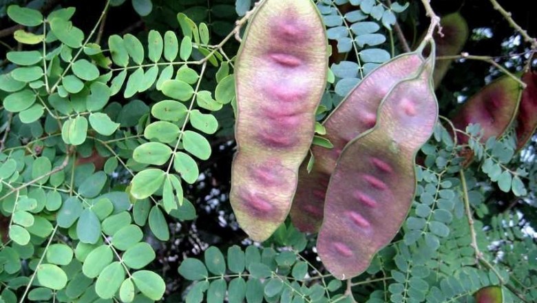 Cây dược liệu cây Sống rắn sừng nhỏ - Albizia corniculata (Lour.) Druce