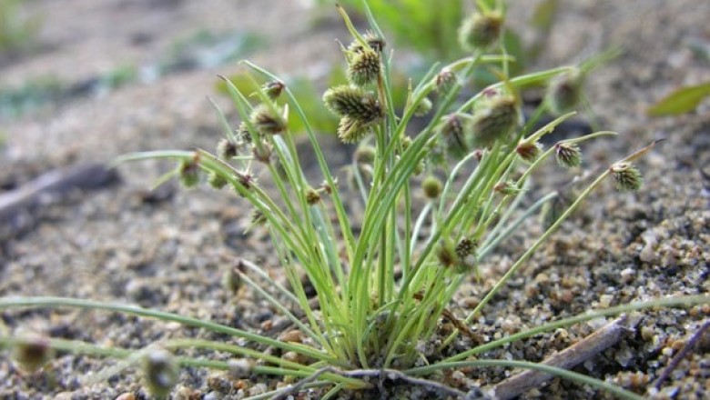 Cây dược liệu cây Sì mẩn, Nhẵn diệp Trung Quốc, Cói bông đầu Trung Hoa, Cỏ nhăn hoa hồng - Lipocarpha sinensis (Osbeck) Keru (Scirpus snensisi Osbeck)