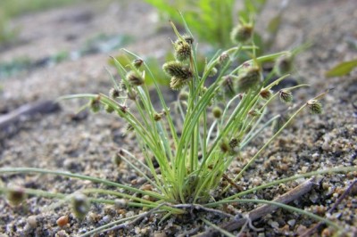 Cây dược liệu cây Sì mẩn, Nhẵn diệp Trung Quốc, Cói bông đầu Trung Hoa, Cỏ nhăn hoa hồng - Lipocarpha sinensis (Osbeck) Keru (Scirpus snensisi Osbeck)