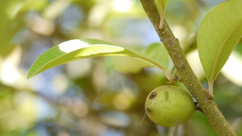 Cây dược liệu cây Sến găng - Xantolis cambodiana (Pierre ex Dub.) van Royen (Sideroxylon cambodianum Pierre)