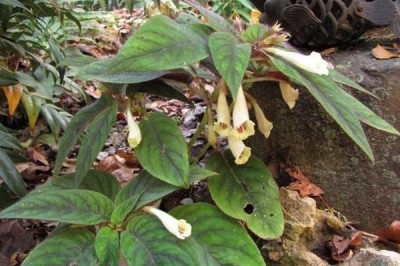 Cây dược liệu cây Sỉ sén - Didissandra petelotii Pellegr