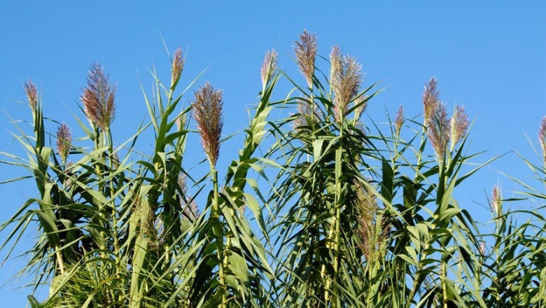 Cây dược liệu cây Sậy núi, Sậy trúc - Arundo donax L