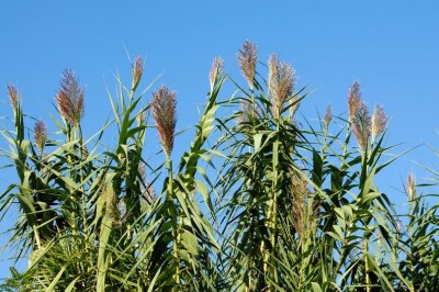 Cây dược liệu cây Sậy núi, Sậy trúc - Arundo donax L