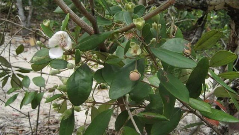 Cây dược liệu cây Sim rừng, Sim ba gân, Trâm siết, Tiểu sim - Rhodamnia dumetorum (Poir.) Merr et Perry (Myrtus dumetorum Poir., R. trinervia Blume)