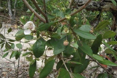 Cây dược liệu cây Sim rừng, Sim ba gân, Trâm siết, Tiểu sim - Rhodamnia dumetorum (Poir.) Merr et Perry (Myrtus dumetorum Poir., R. trinervia Blume)