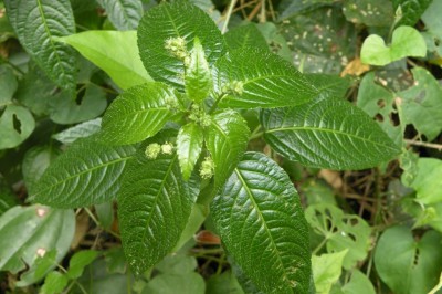 Cây dược liệu cây Sơn điện, Chàm núi, Lộc mại trái láng - Mercurialis leiocarpa Sieb. et Zuce