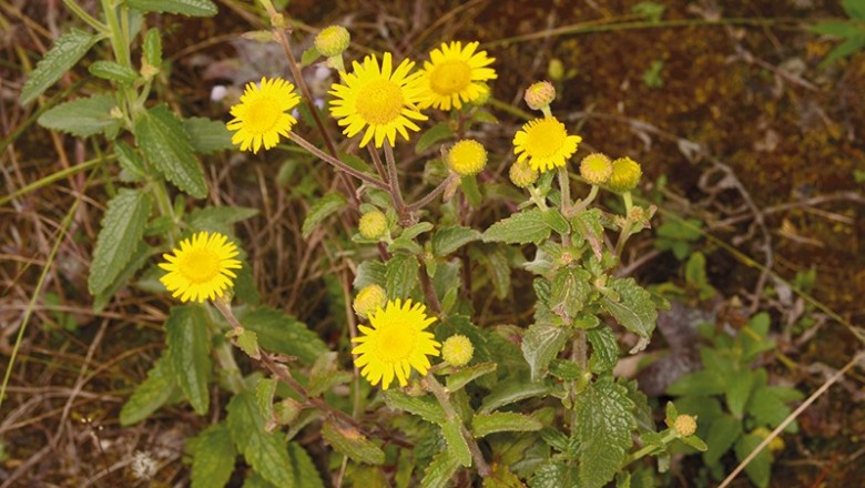 Cây dược liệu cây Sơn hoàng cúc, Dị mào - Anisopappus chinensis (L.) Hook. et Aru