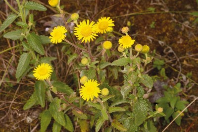 Cây dược liệu cây Sơn hoàng cúc, Dị mào - Anisopappus chinensis (L.) Hook. et Aru