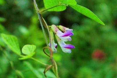 Cây dược liệu cây Song quả - Amphicarpaea edgeworthii Benth