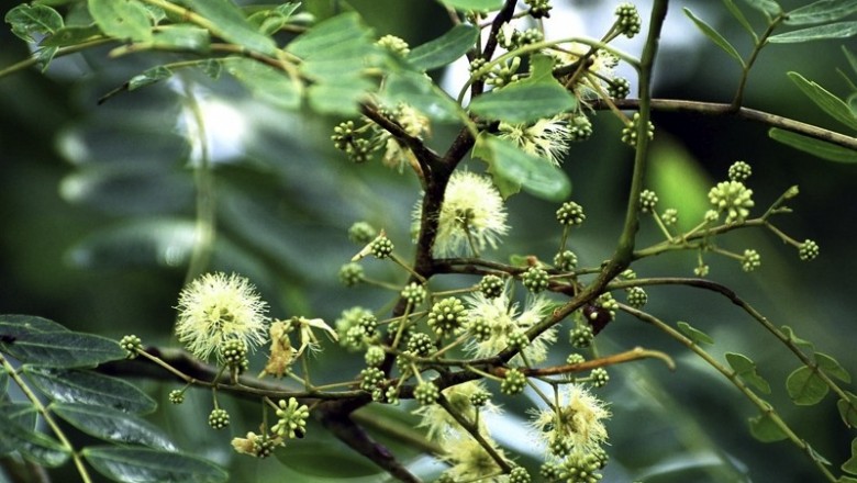 Cây dược liệu cây Sống rắn dài, Mu cua - Albizia procera (Roxb.) Benth