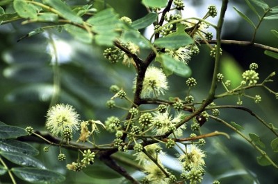 Cây dược liệu cây Sống rắn dài, Mu cua - Albizia procera (Roxb.) Benth