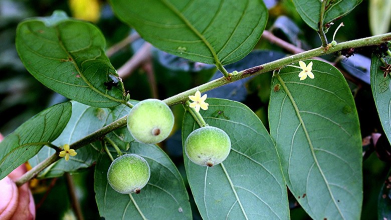 Cây dược liệu cây Sóc che - Glochidion obscurum (Robx. ex Willd.) Blume