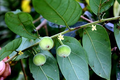 Cây dược liệu cây Sóc che - Glochidion obscurum (Robx. ex Willd.) Blume