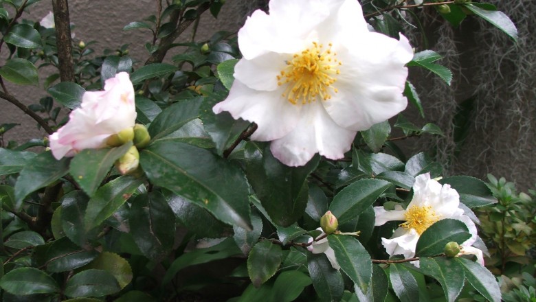 Cây dược liệu cây Sở, Trà mai - Camellia sasanqua Thunb. ex Murray (Thea sasanqua Pierre)