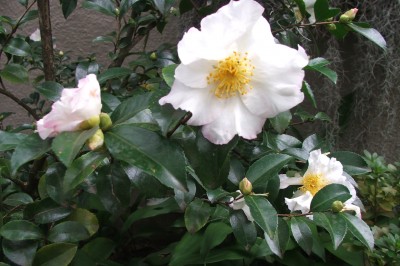 Cây dược liệu cây Sở, Trà mai - Camellia sasanqua Thunb. ex Murray (Thea sasanqua Pierre)