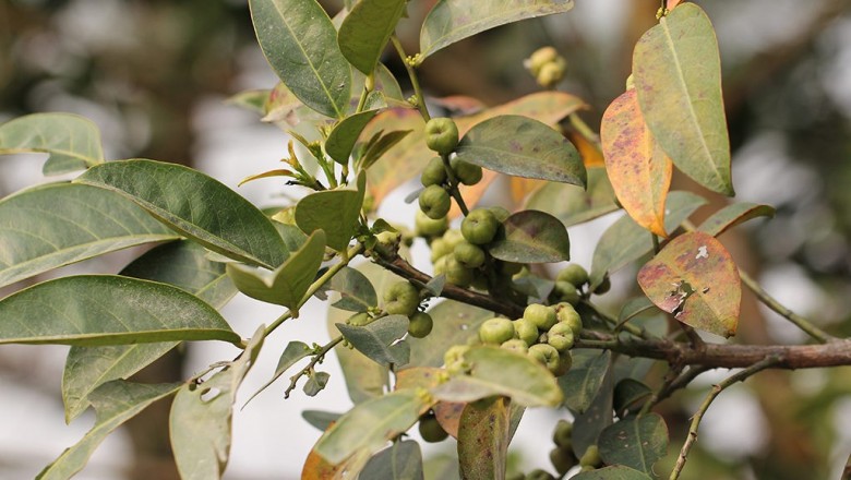 Cây dược liệu cây Sóc thon, Bòn bọt lá to, Bọt ếch lưỡi mác - Glochidion lanceolarium (Roxb.) Voigt. (Bradleia lanceolaria Roxb.)