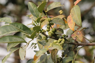 Cây dược liệu cây Sóc thon, Bòn bọt lá to, Bọt ếch lưỡi mác - Glochidion lanceolarium (Roxb.) Voigt. (Bradleia lanceolaria Roxb.)