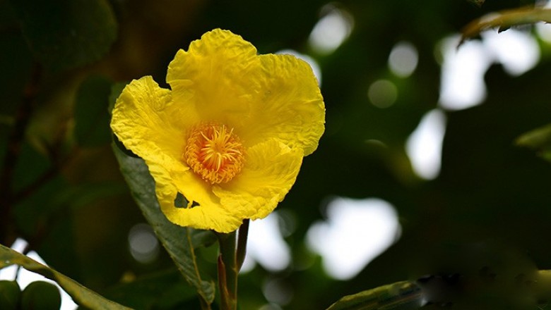 Cây dược liệu cây Sổ bông vụ, Sổ hoa lớn, Lọng tía - Dillenia turbinata Finet et. Gagnep