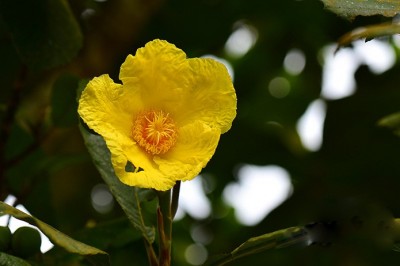 Cây dược liệu cây Sổ bông vụ, Sổ hoa lớn, Lọng tía - Dillenia turbinata Finet et. Gagnep