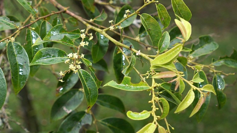 Cây dược liệu cây Sóc mốc, Sóc dưới trắng - Glochidion hypoleucum (Miq.) Boerl. (Anisonema hypoleucum Miq.)