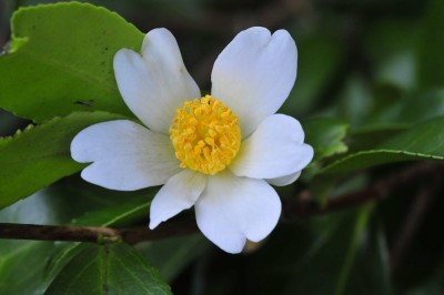 Cây dược liệu cây Sở dầu, Du trà, Chè dầu - Camellia oleifera Abel (C. drupifera Lour.)