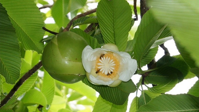 Cây dược liệu cây Sổ bà - Dillenia indica L