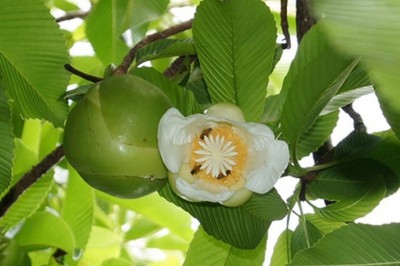 Cây dược liệu cây Sổ bà - Dillenia indica L