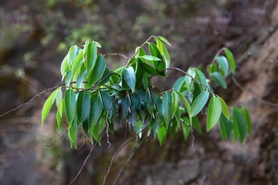 Cây dược liệu cây Sóc Dalton, Giấm mật, Giễng mật - Glochidion daltoni (Muell. - Arg.) Kurz