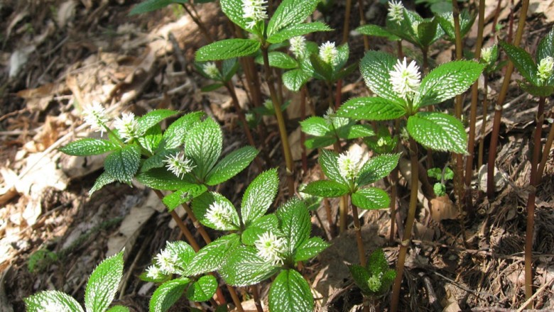 Cây dược liệu cây Sói Nhật - Chloranthus japonicus Sieb