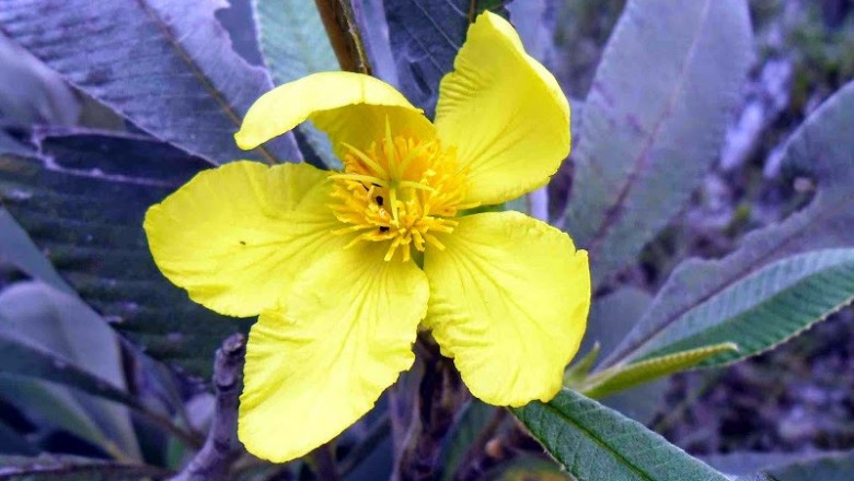 Cây dược liệu cây Sổ Hooker - Dillenia hookeri Pierre