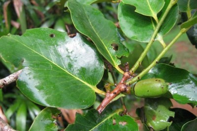 Cây dược liệu cây Thị dẻ - Diospyros castanea (Craib) Fletcher (Maba castanea Craib)