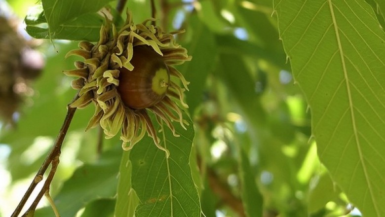 Cây dược liệu cây Sồi nhọn - Quercus acutissima Carr