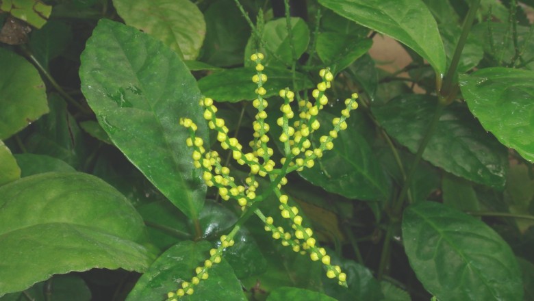 Cây dược liệu cây Sói - Chloranthus spicatus (Thunb.) Makino (Nigrina spicatus Thunb.)