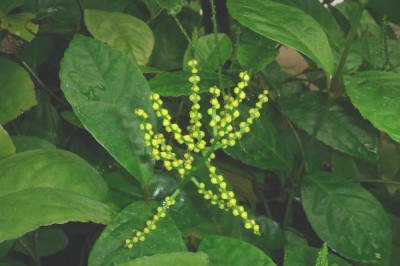 Cây dược liệu cây Sói - Chloranthus spicatus (Thunb.) Makino (Nigrina spicatus Thunb.)