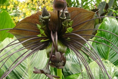 Cây dược liệu cây Râu hùm, Củ dòm, - Tacca chantrieri André