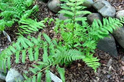 Cây dược liệu cây Rau dớn, Dớn rừng, Thái quyết - Diplazium esculentum (Retz) Sw (Hemionitis esculenta Retz) 