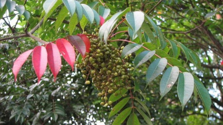 Cây dược liệu cây Sơn, Sơn Phú thọ, Sơn lắc - Rhus succedanea L., (Toxicodendron succedanea (L.) Mold.)