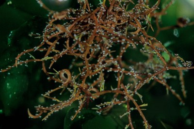 Cây dược liệu cây Rau đông. Rau tớn. Rong đông móc câu - Hypnea japonica Tanaka