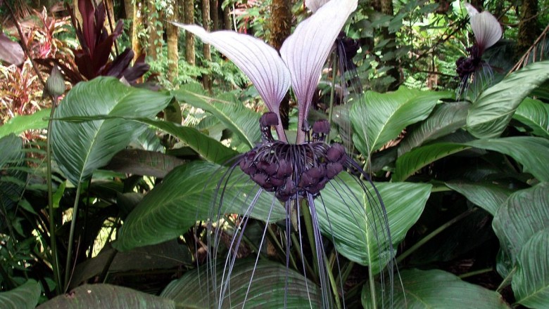 Cây dược liệu cây Râu hùm lớn - Tacca vietnamensis Thin et Hoat