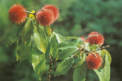 Cây dược liệu cây Sô loan Trung Quốc, Hầu hoan hỉ - Sloanea sinensis (Hance) Hemsl