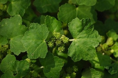 Cây dược liệu cây Rau má lá to, Rau má dại, Rau má rừng - Hydrocotyle nepalensis Hook, (H. javanica Thunb.)