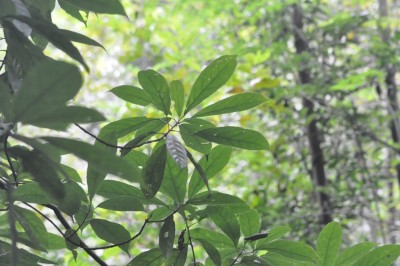 Cây dược liệu cây Sô loan Hemsley, Phỏng lật - Sloanea hemsleyana (Ito) Rehd. et Wils