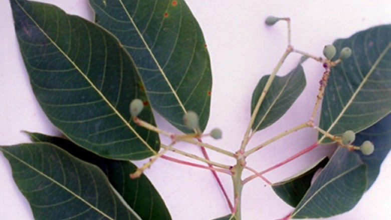 Cây dược liệu cây Sòi quả mọng - Sapium baccatum Roxb